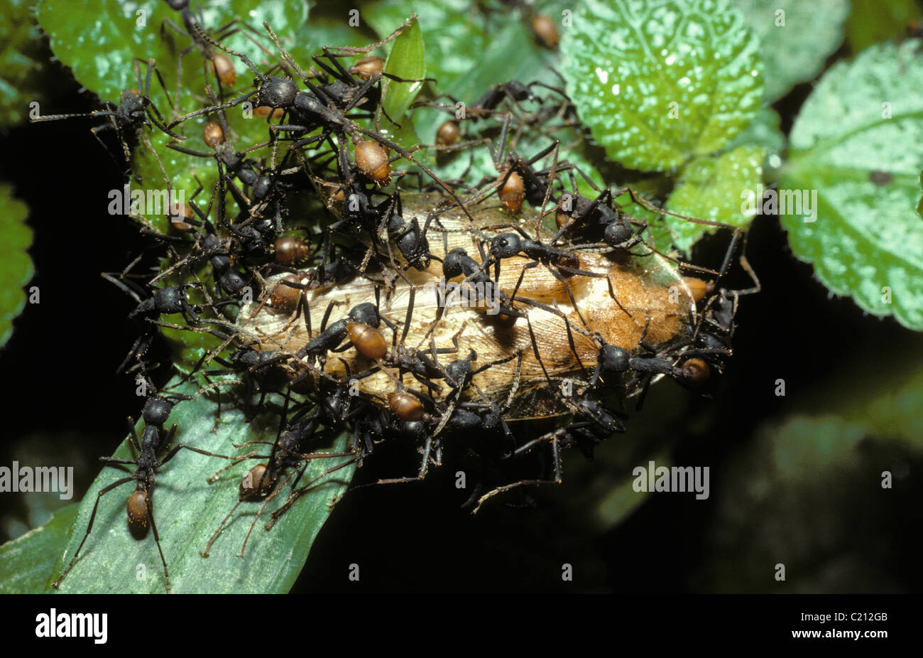 Army ant (Eciton burchelli: Formicidae) workers attacking a cockroach, in rainforest, Trinidad Stock Photo