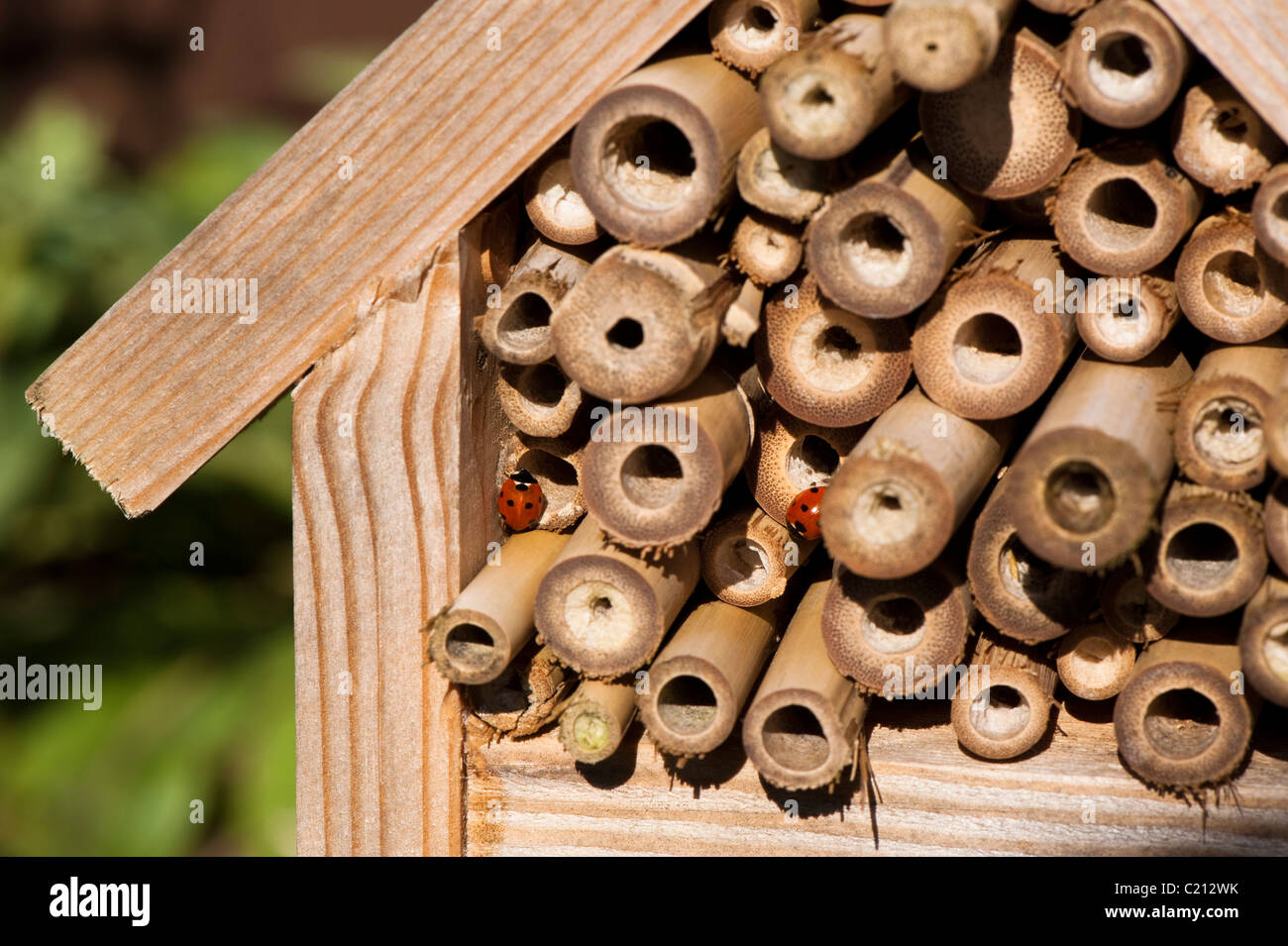 Two Seven-Spot Ladybirds, Coccinella 7-punctata, on an insect house Stock Photo