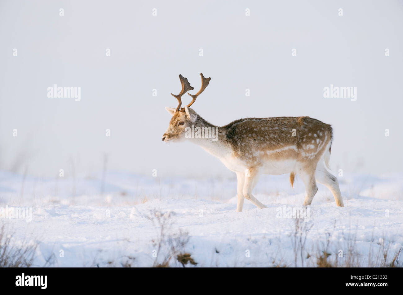 Fallow deer (Dama dama) in snow. England, UK Stock Photo