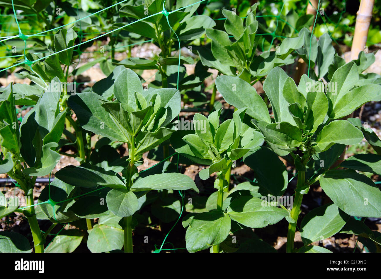 Fava bean plant hires stock photography and images Alamy