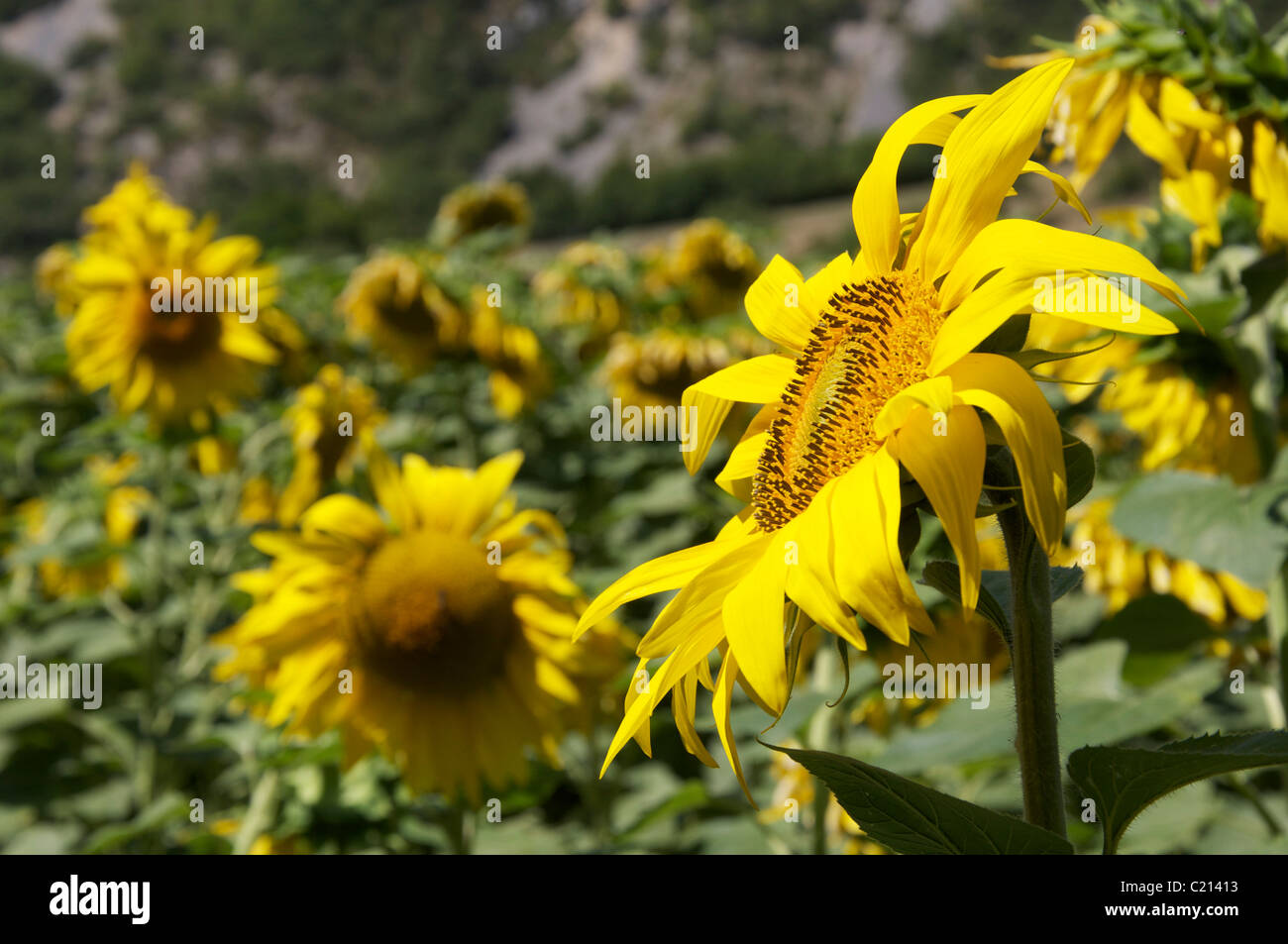 Summertime in the French countryside. A field of yellow Sunflowers (Helianthus Anuus) grow in the Vercors Regional Park. La Drôme, southeast France. Stock Photo