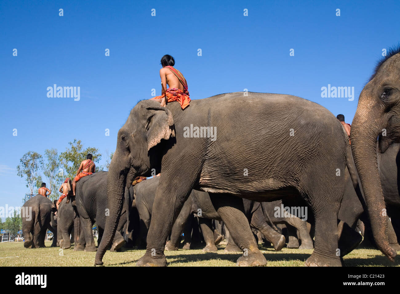 Herd of elephants ridden by mahouts during the annual Elephant Round-up festival. Surin, Surin, Thailand Stock Photo