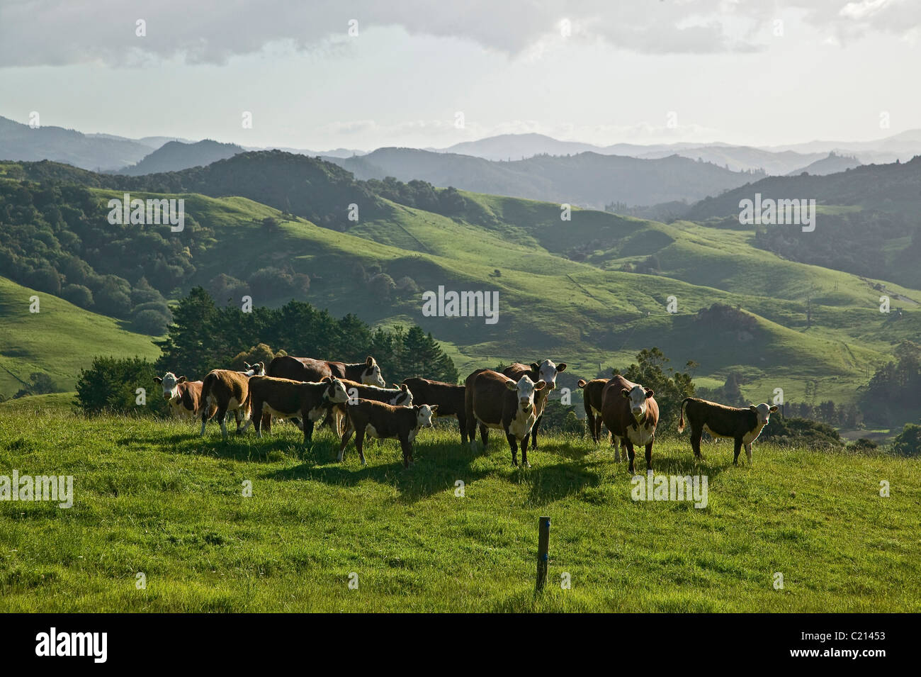 landscape with cows, Bay of Islands, New Zealand Stock Photo
