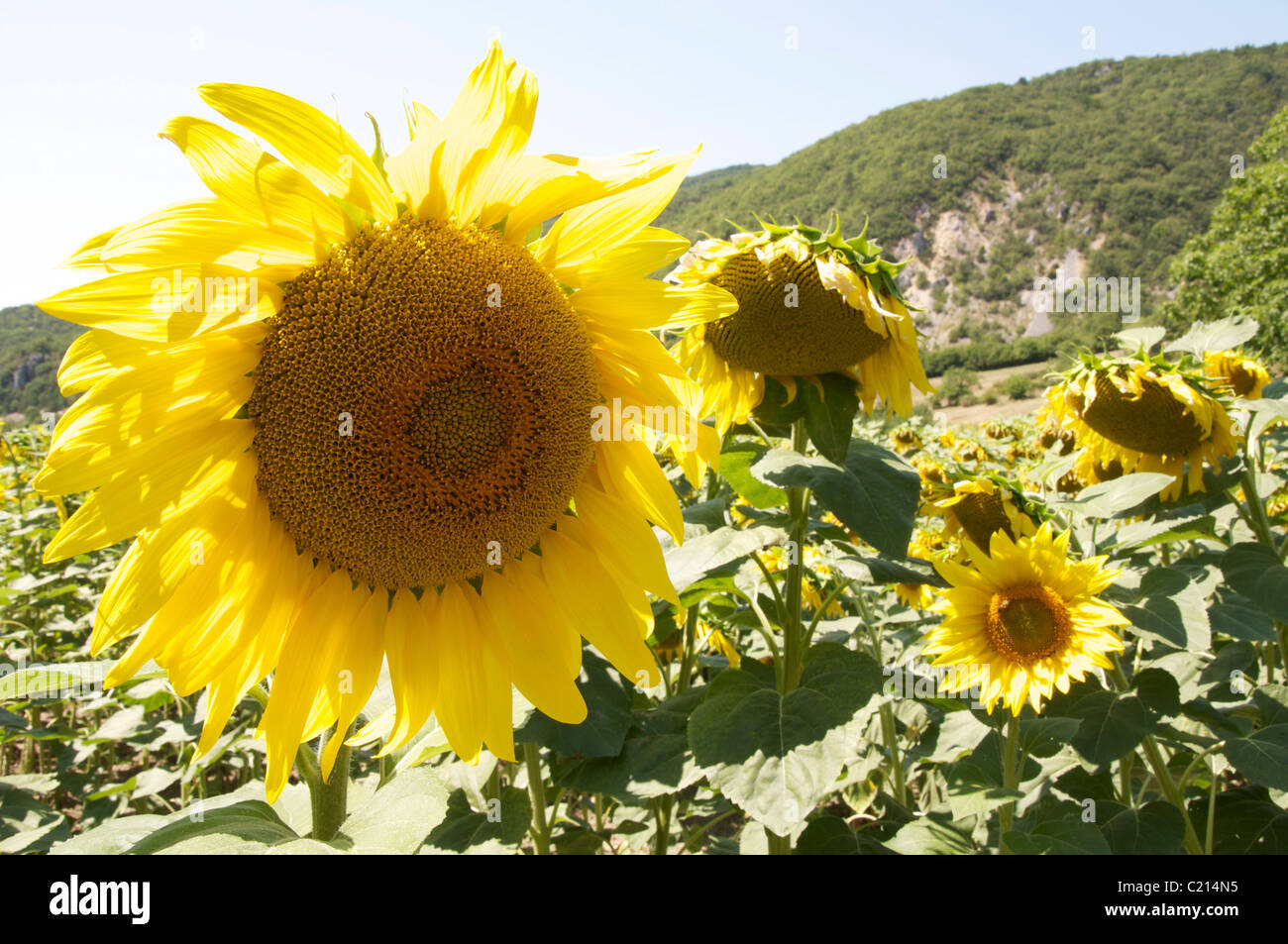 Summertime in the French countryside. A field of yellow Sunflowers (Helianthus Anuus) grow in the Vercors Regional Park. La Drôme, southeast France. Stock Photo