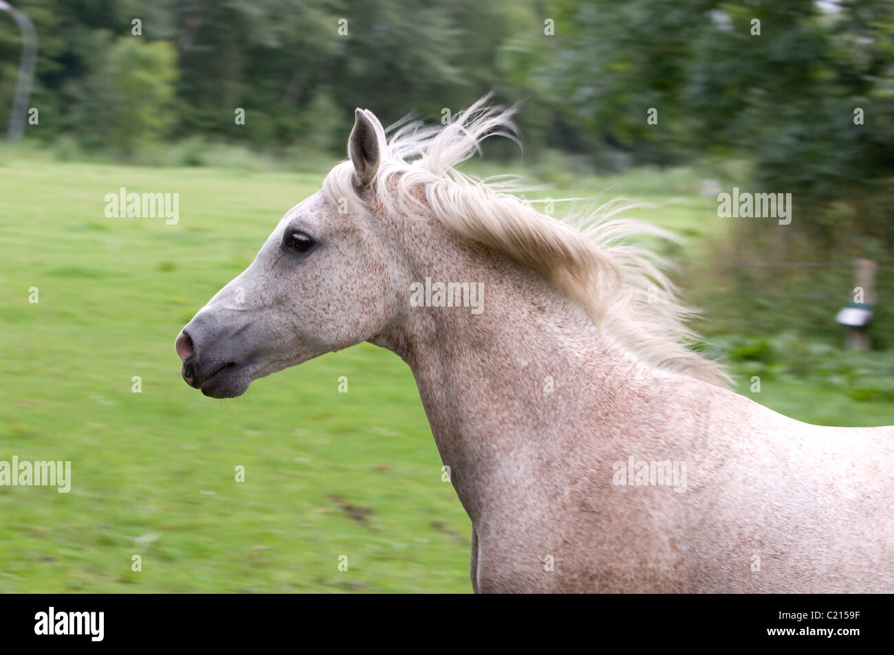 running white horse Stock Photo