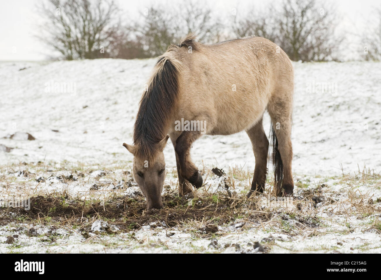Konik horse (Equus caballus). Ham Fen Nature Reserve, Kent, UK Stock Photo