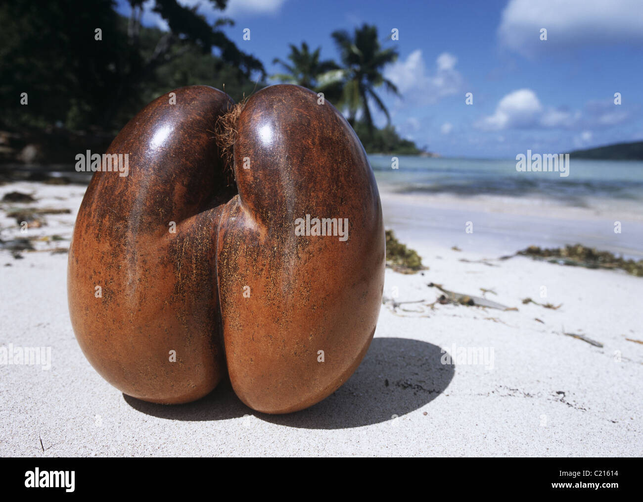 Nut of Coco de Mer on beach of Praslin Island, Seychelles Stock Photo
