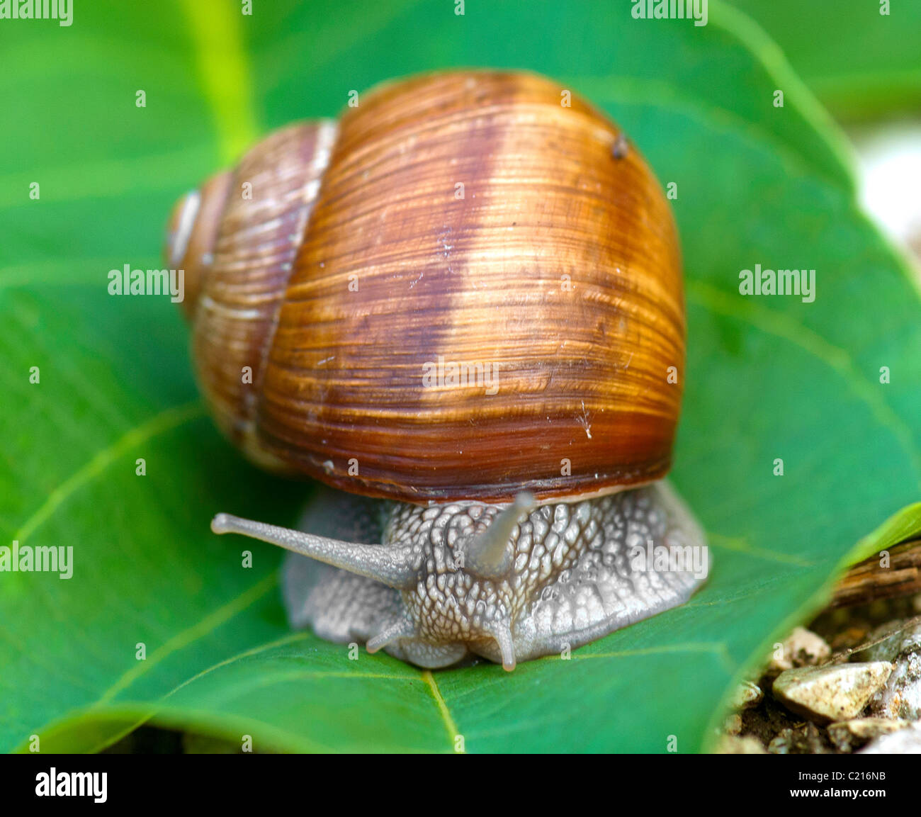 Helix pomatia snail Stock Photo Alamy