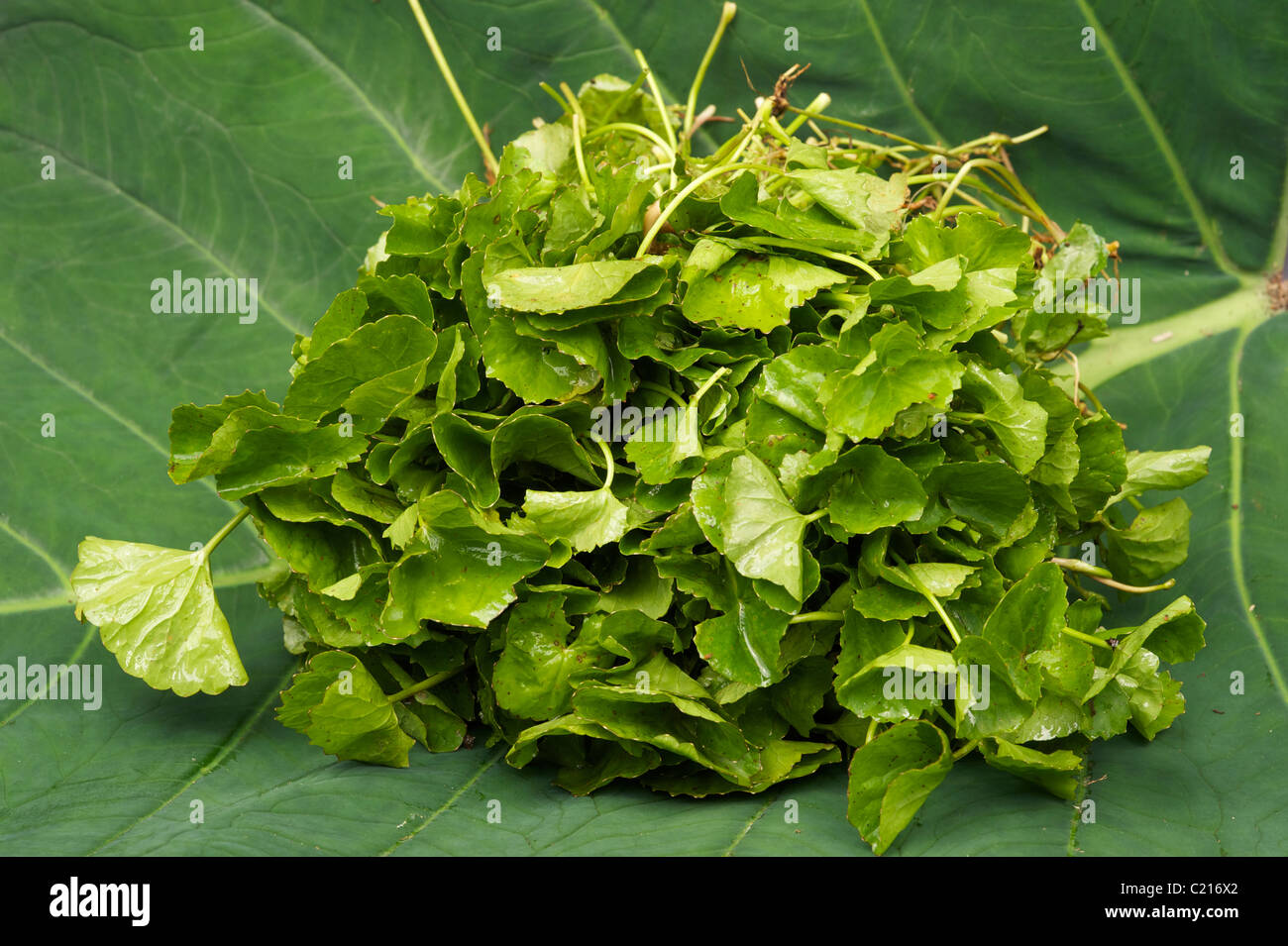 Gotu Kola (Centella asiatica) Stock Photo