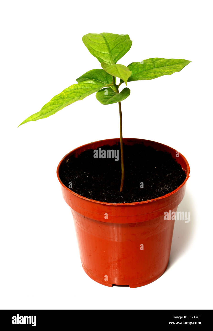 green plant is a flowerpot isolated on white background Stock Photo - Alamy
