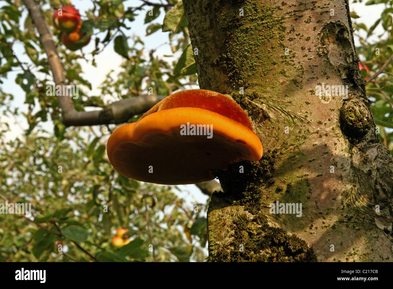 Shaggy Bracket (Inonotus hispidus) bracket fungi growing on apple