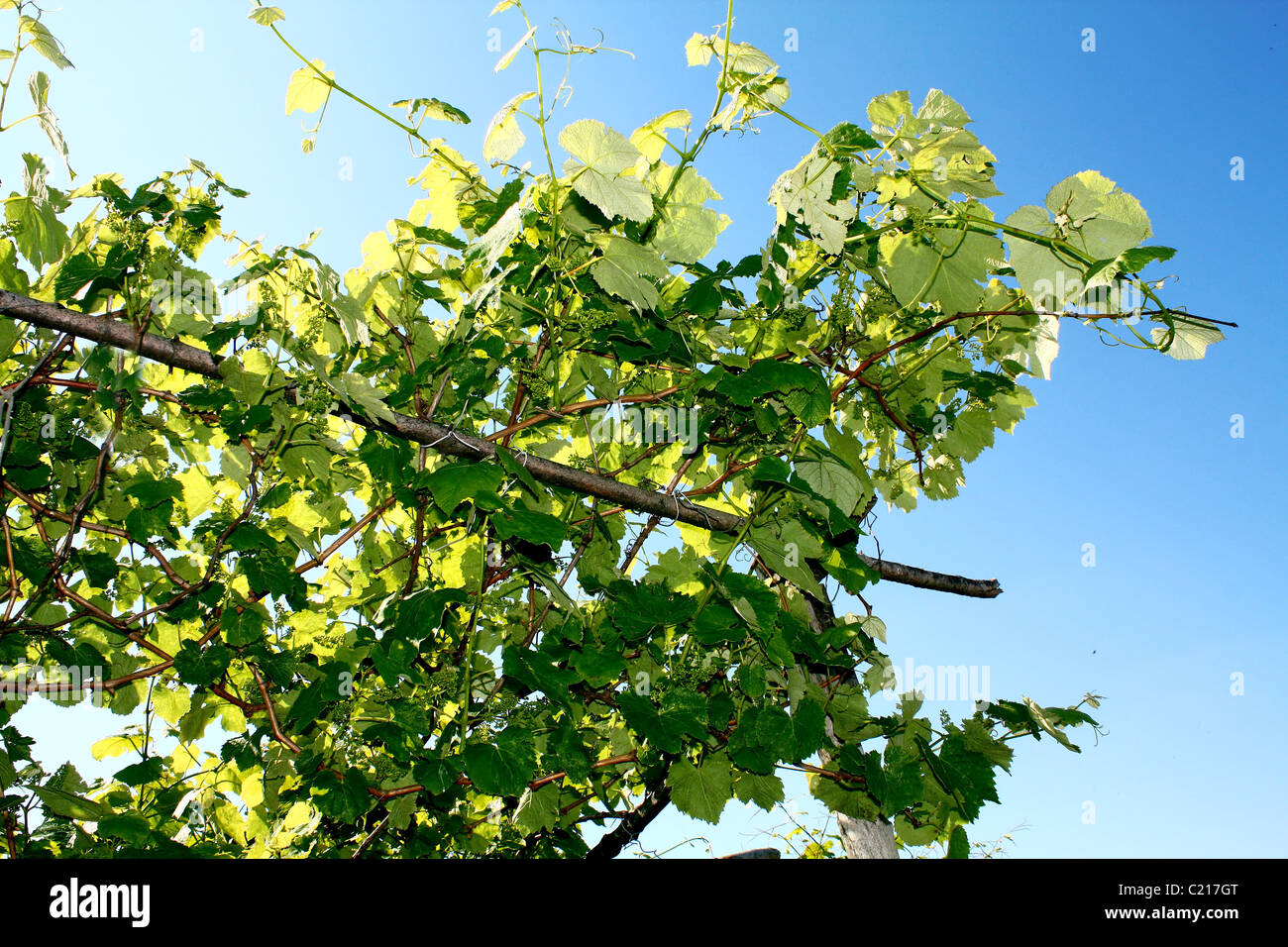 sun lighting through the leaves of vine Stock Photo Alamy