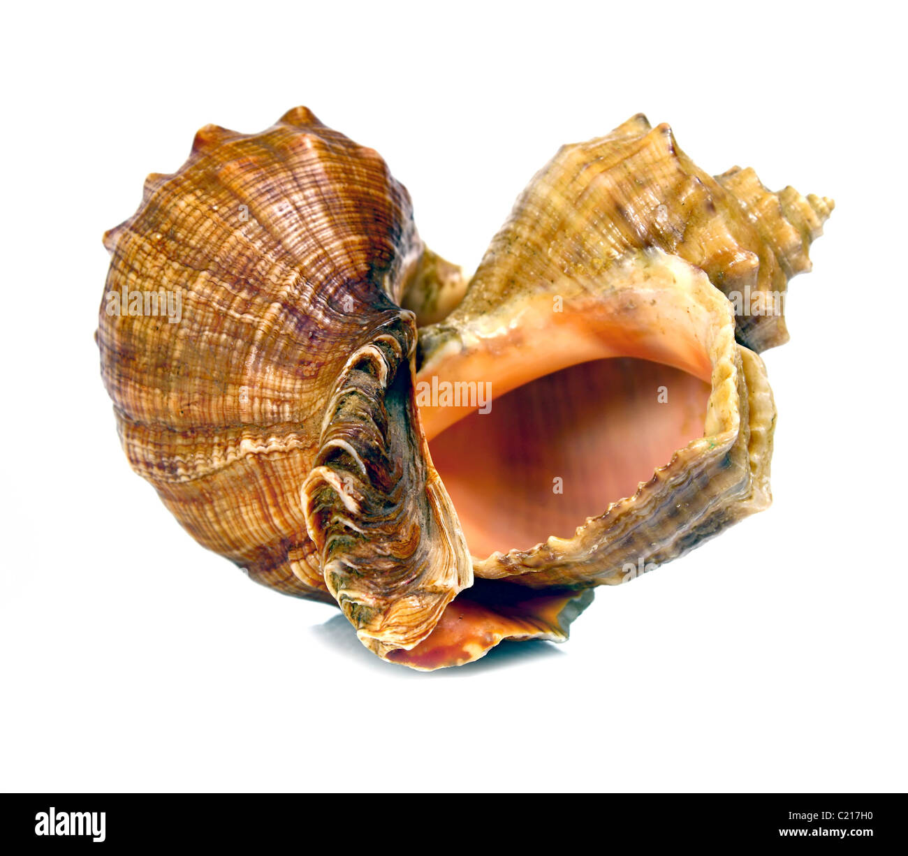 marine cockleshells as a heart isolated on white background Stock Photo ...