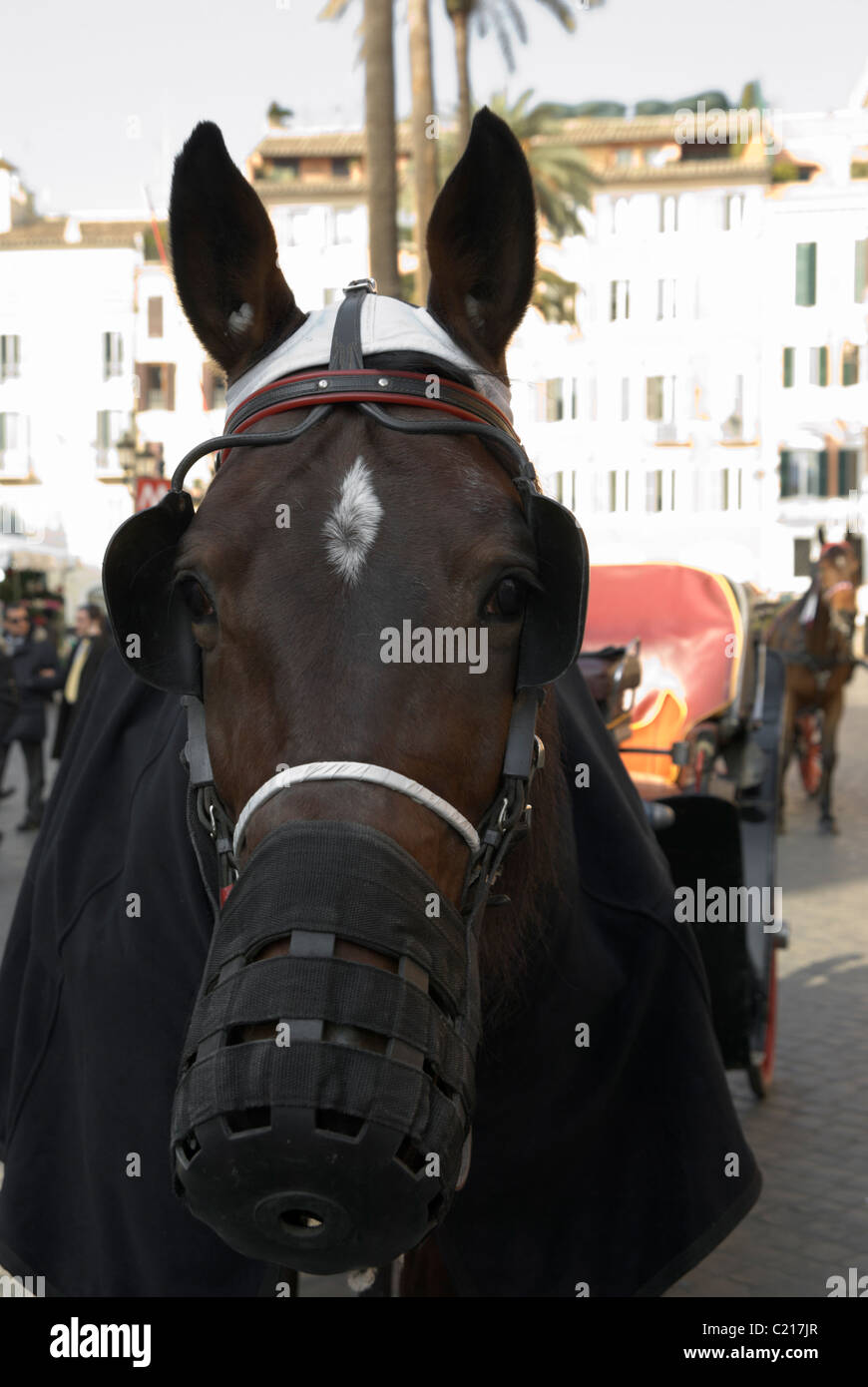 Typical tourist horse with carriage, wearing a muzzle, Rome, Italy. Stock Photo