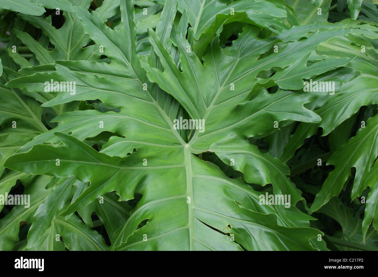 Philodendron bipinnatifidum Stock Photo