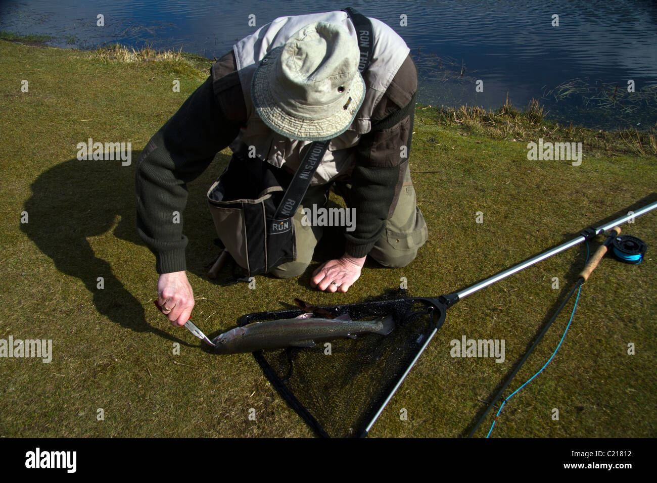 Removing hook from the mouth of a Rainbow trout Stock Photo Alamy