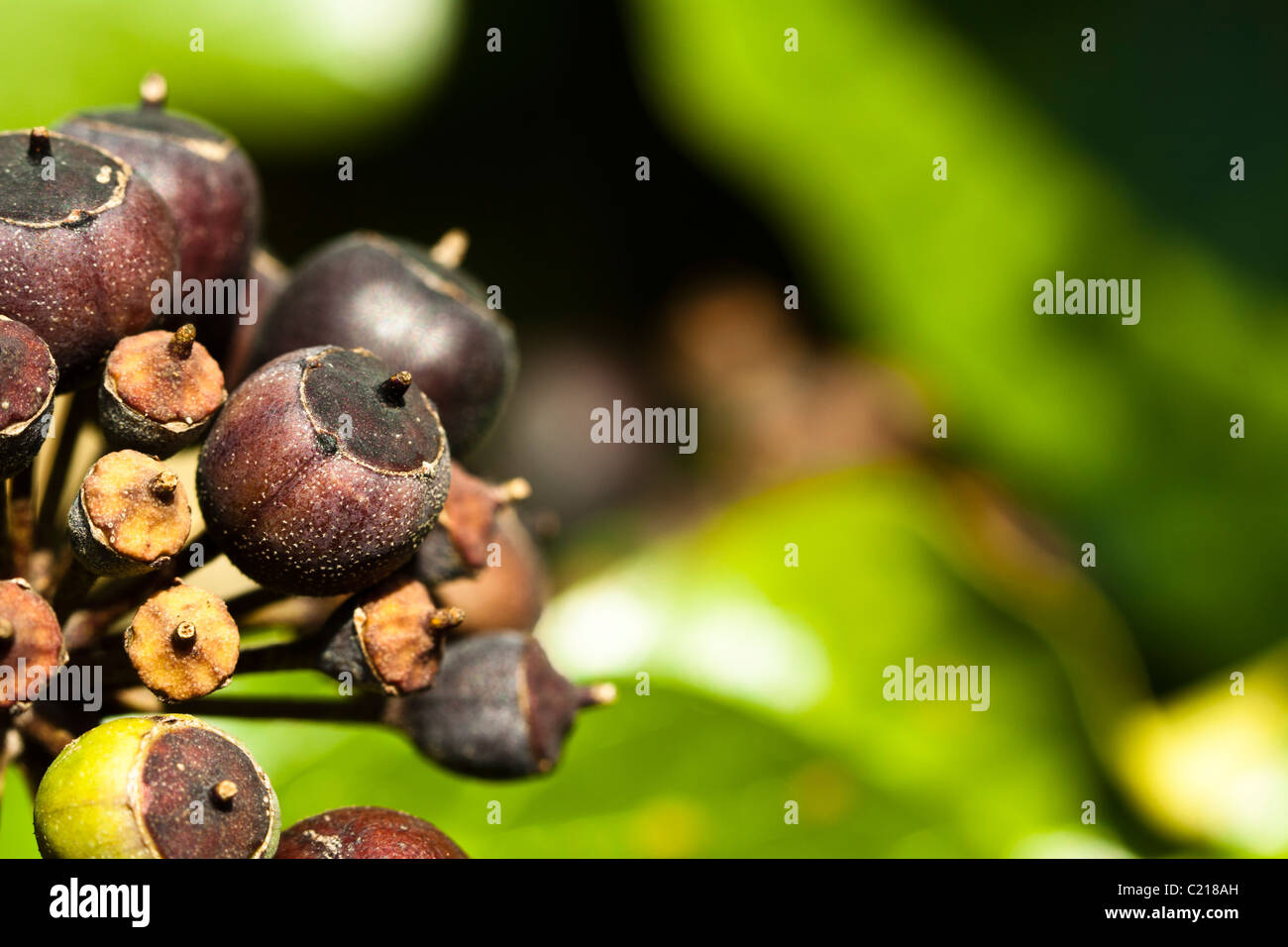 Berries on common or English Ivy (Hedera helix) Stock Photo