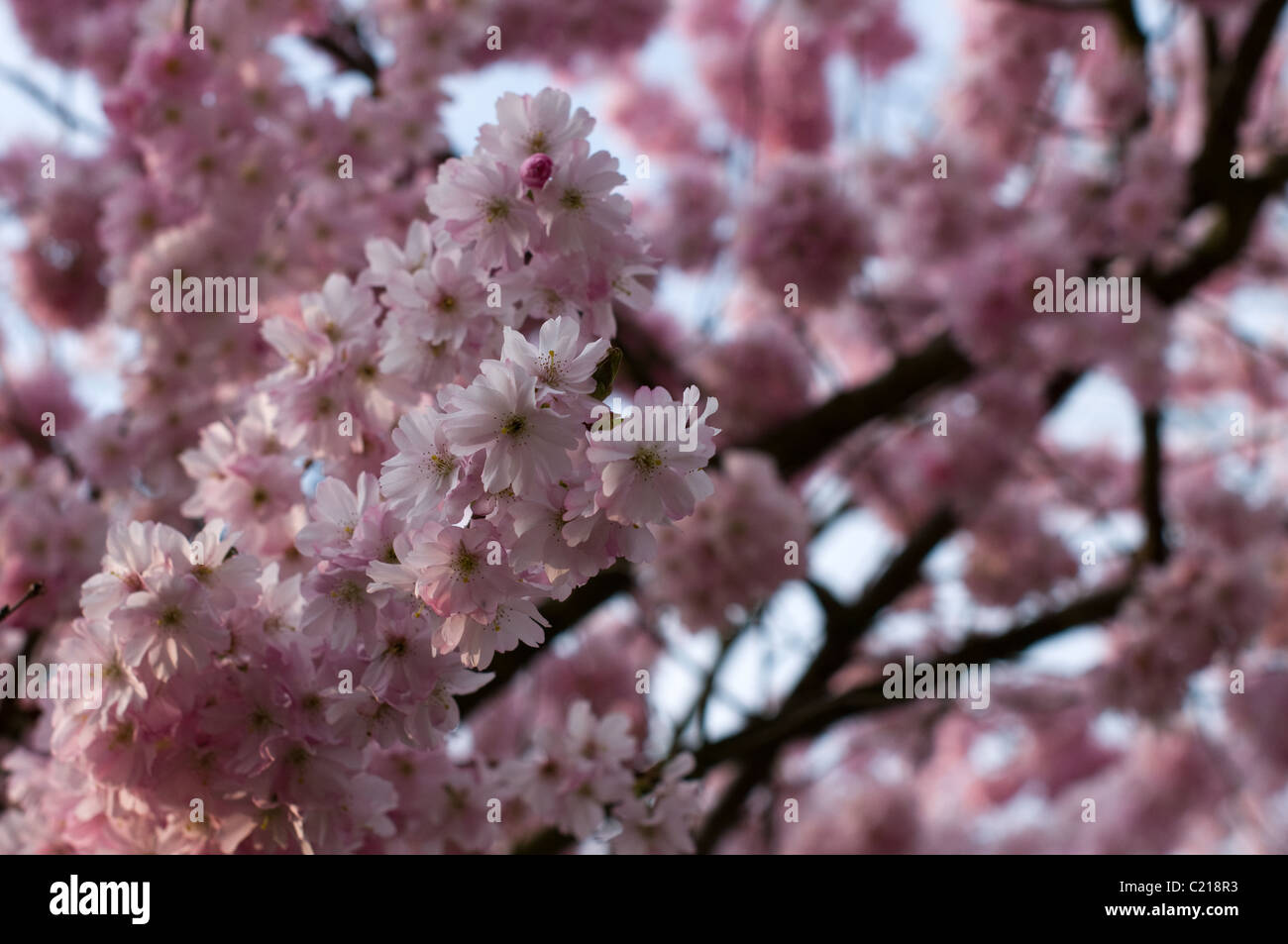 Blossoming tree in early Spring. Stock Photo