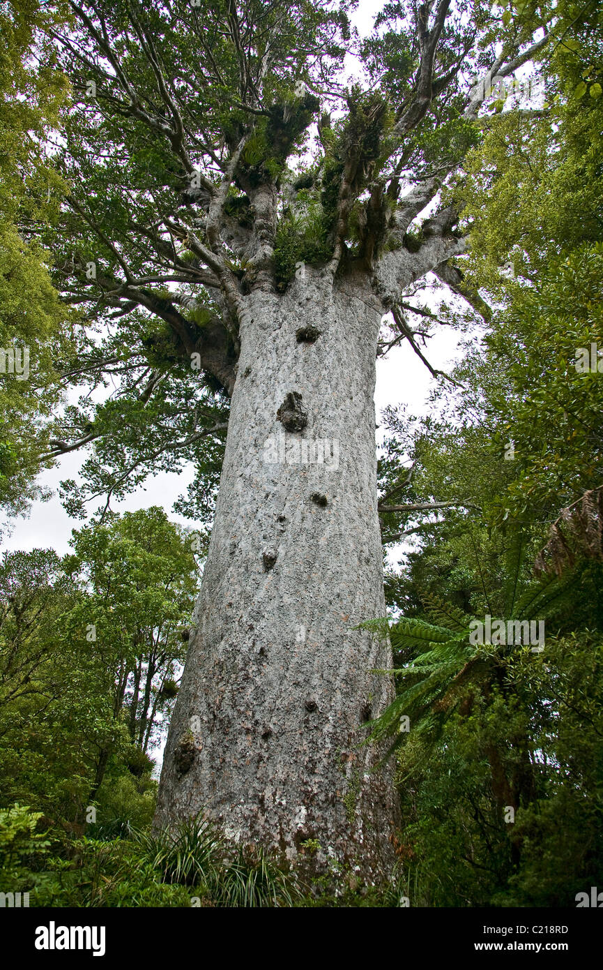 Tane Mahuta, Kauri tree New Zealand Stock Photo