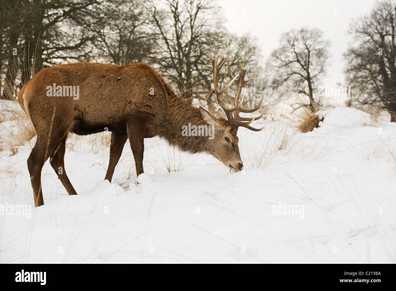 Red deer (Cervus elephus) stag in snow, Richmond Park, London, UK Stock Photo