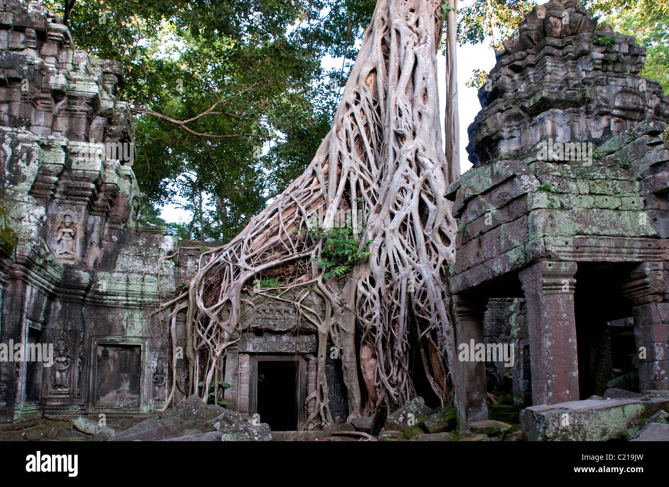 Tree roots covering building ruins hi-res stock photography and images ...