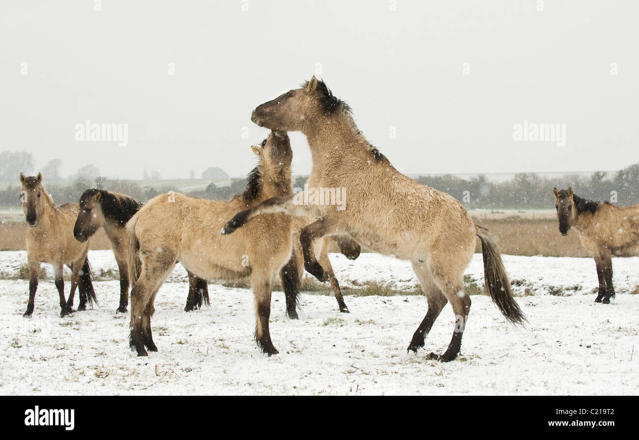 Konik horse (Equus caballus). Ham Fen Nature Reserve, Kent, UK Stock Photo