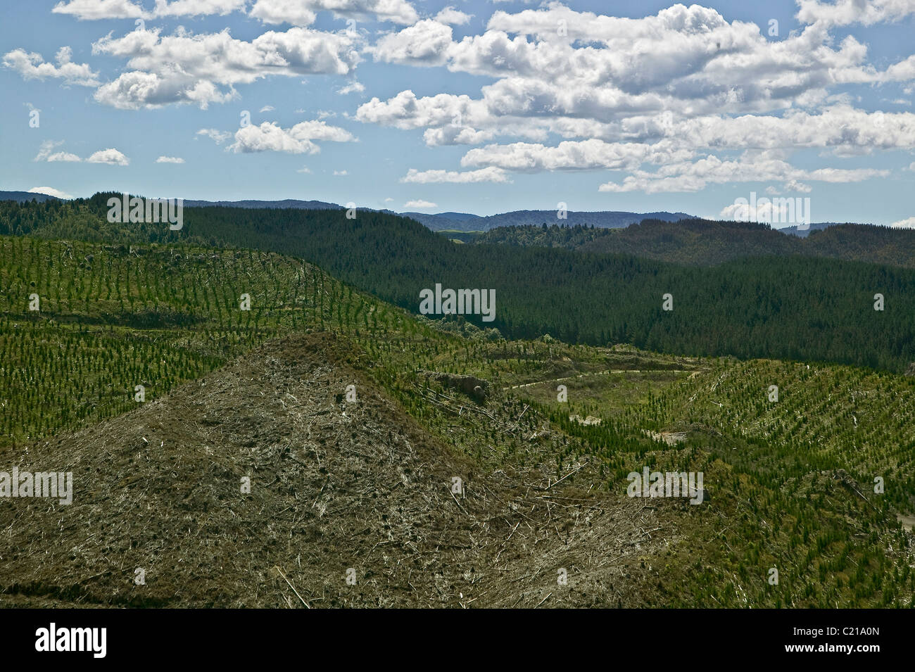 wood industry New Zealand Stock Photo Alamy