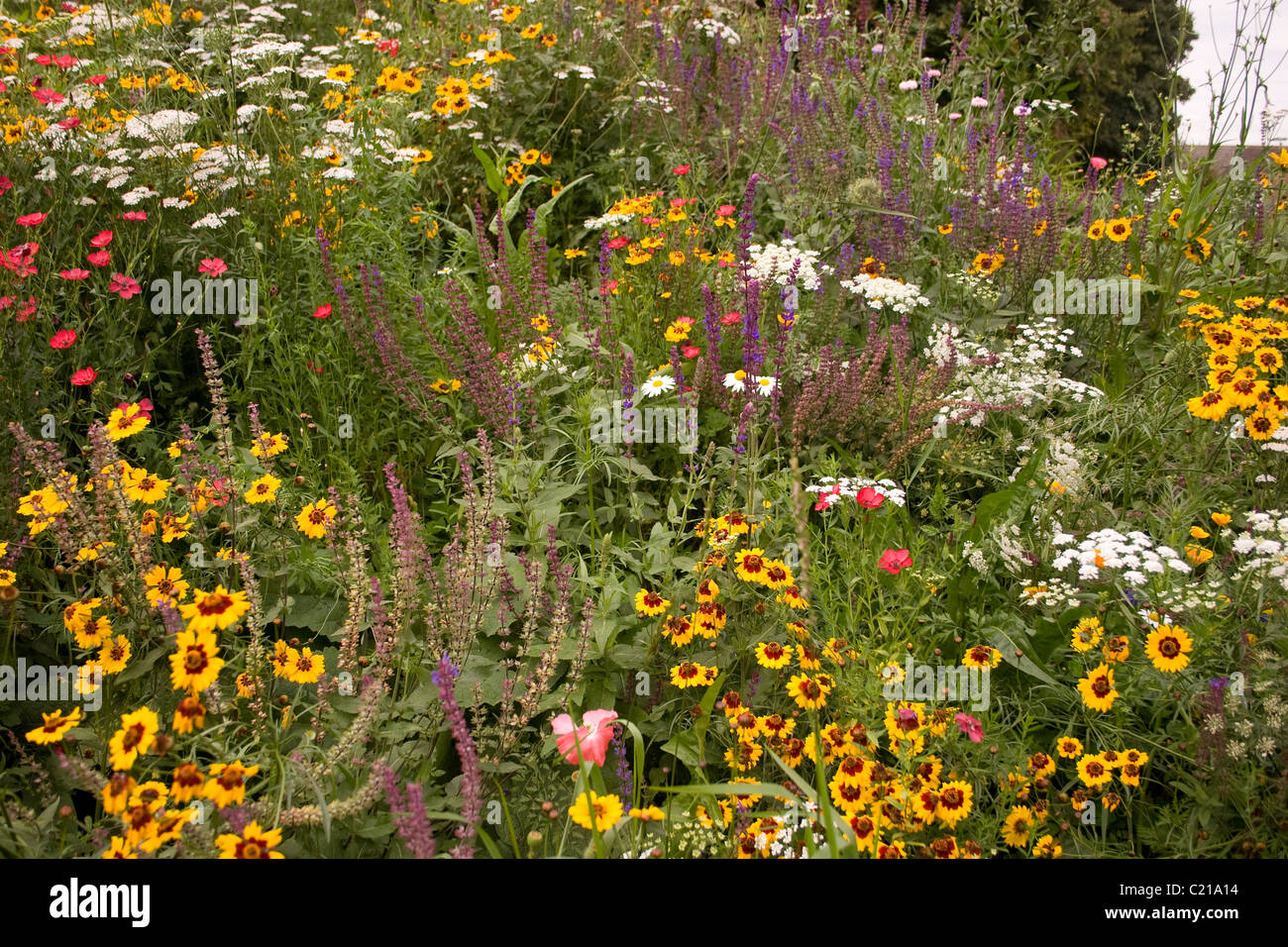 meadow flowers colour flora vivid summer sun sunny UK England bloom