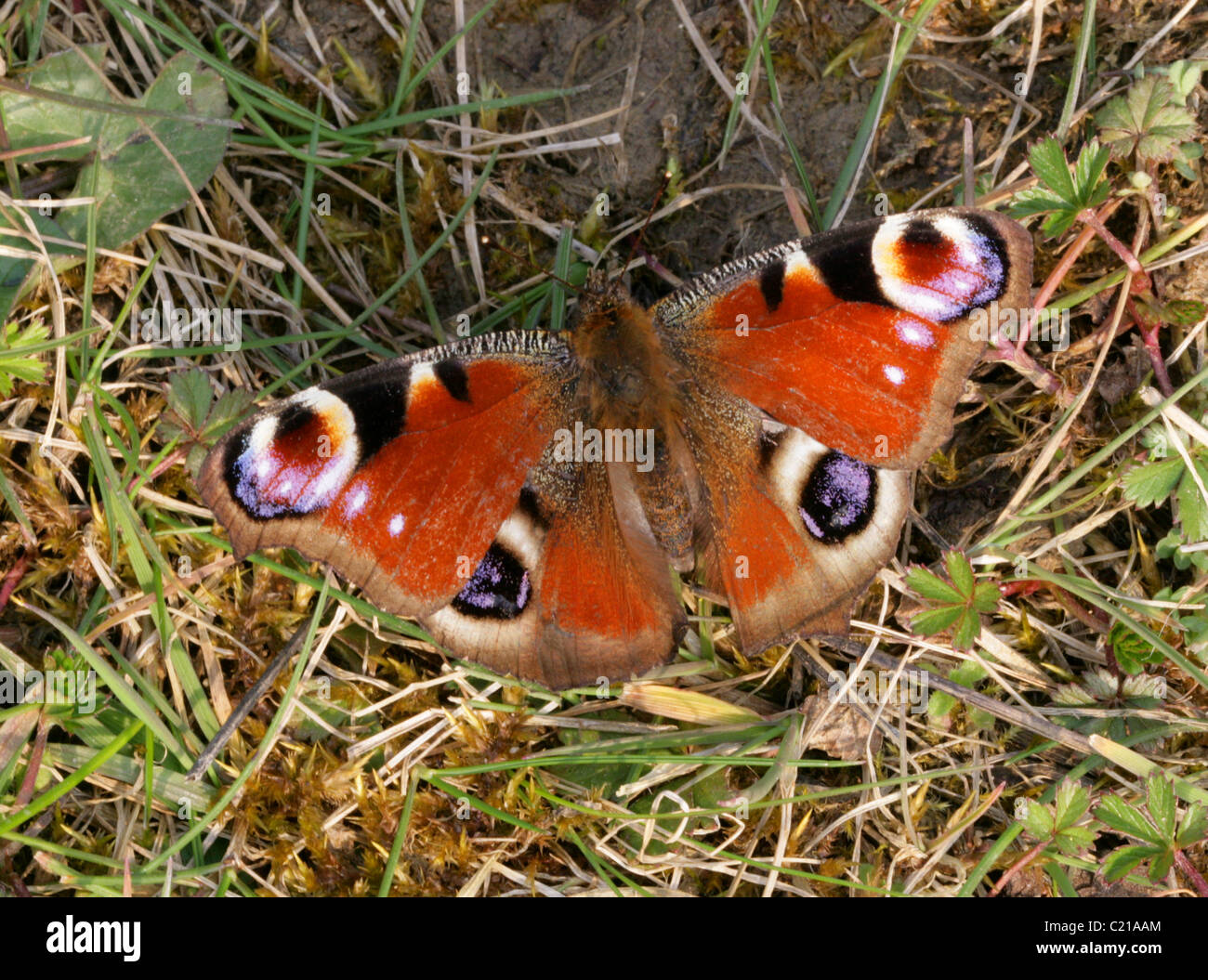 Peacock Butterfly, Inachis io, Nymphalidae. Stock Photo