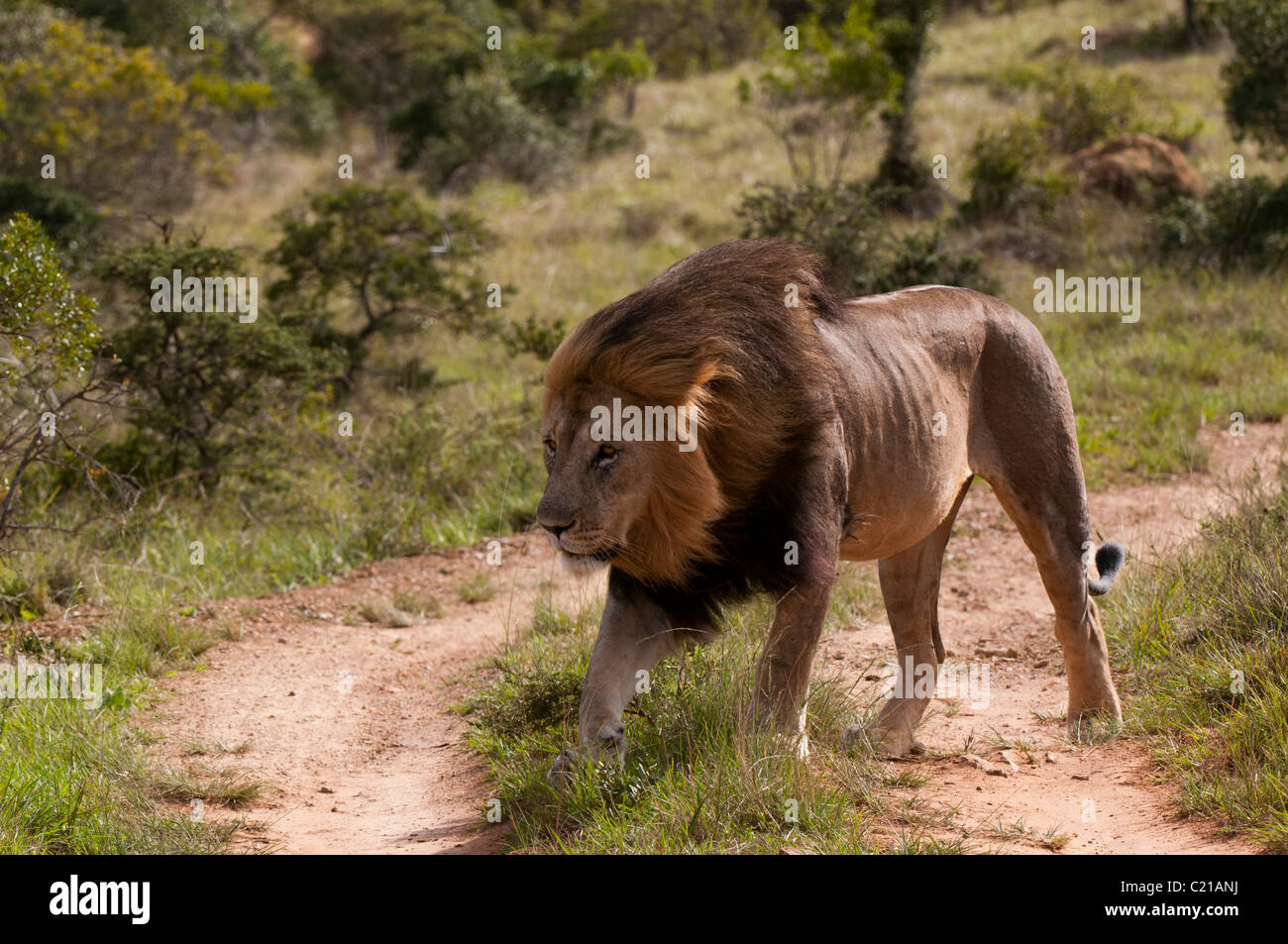 Lion (Panthera leo), Kariega Game Reserve, South Africa. Stock Photo