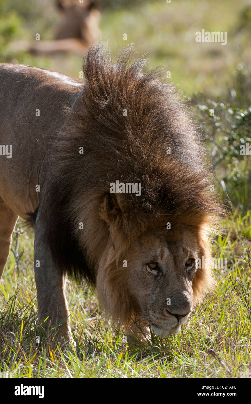 Lion (Panthera leo), Kariega Game Reserve, South Africa. Stock Photo