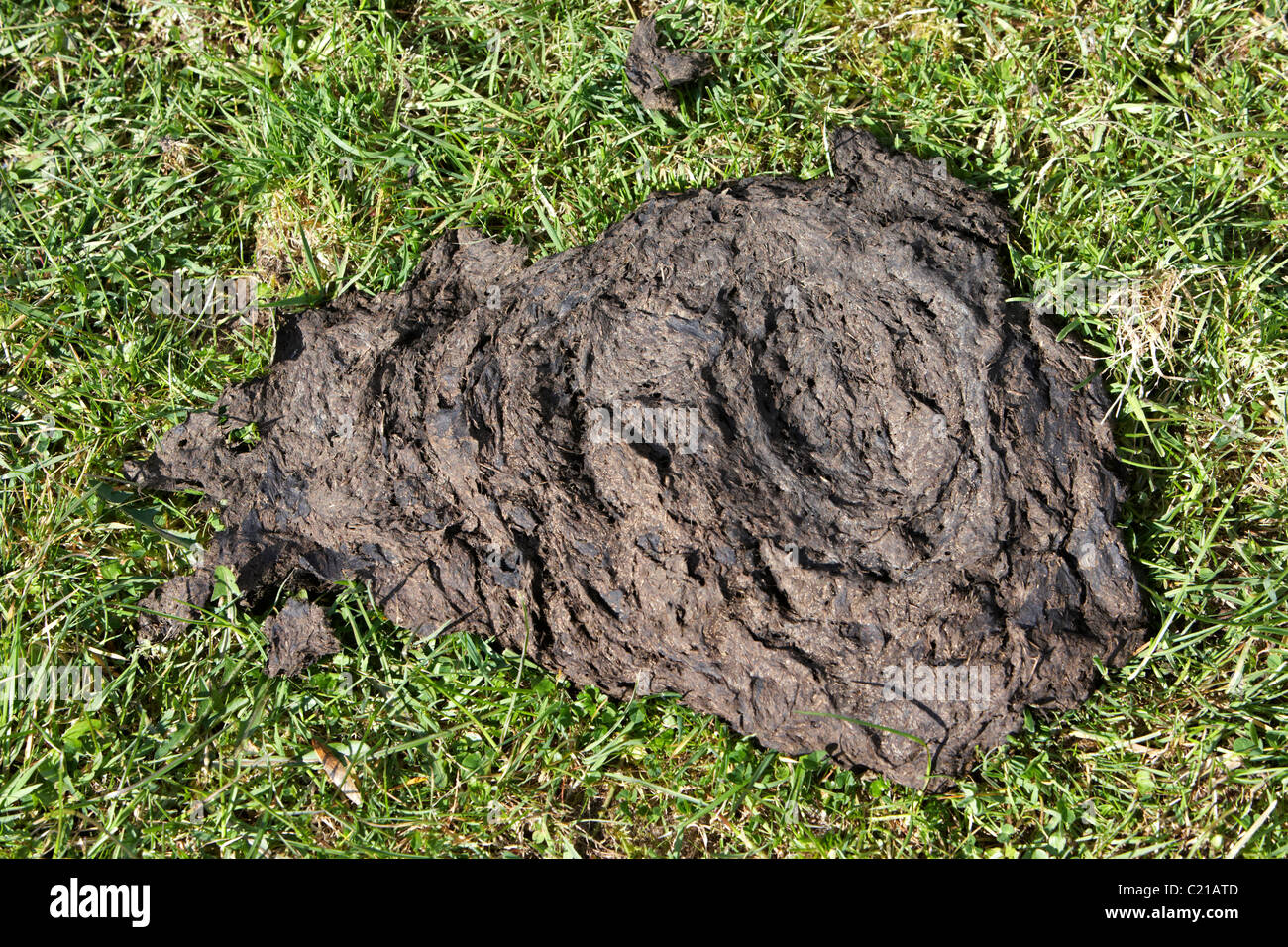 cow pat dung in a field in ireland Stock Photo