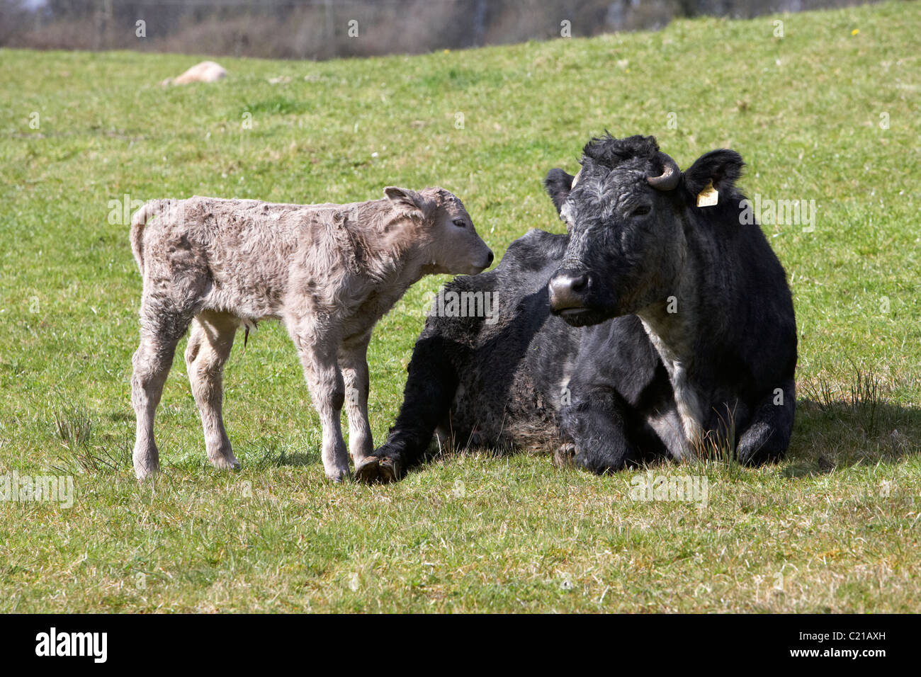 cow and newborn calf in a field in ireland Stock Photo