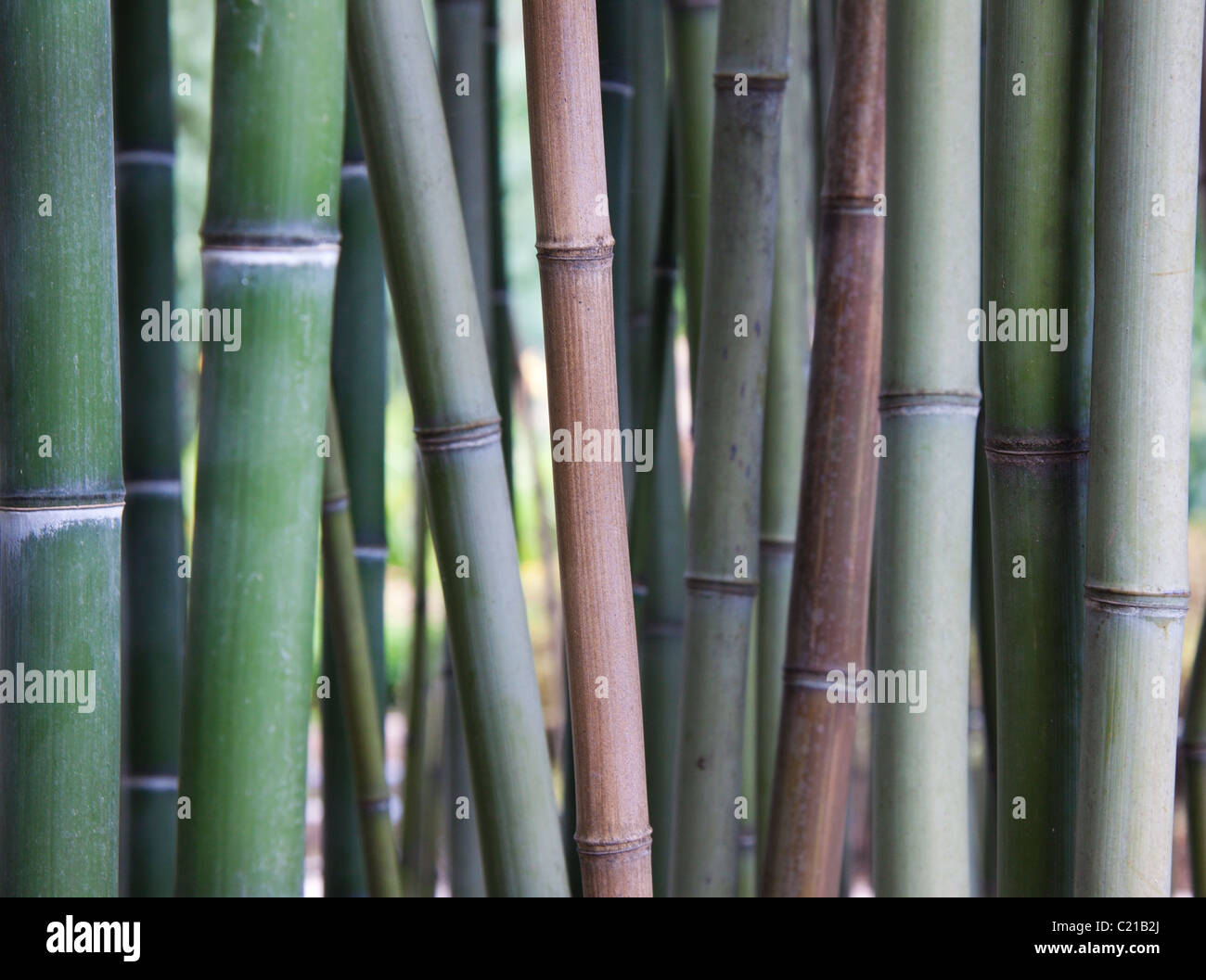 Multi-colored bamboo at Sarah P. Duke Gardens, Durham, North Carolina, USA Stock Photo