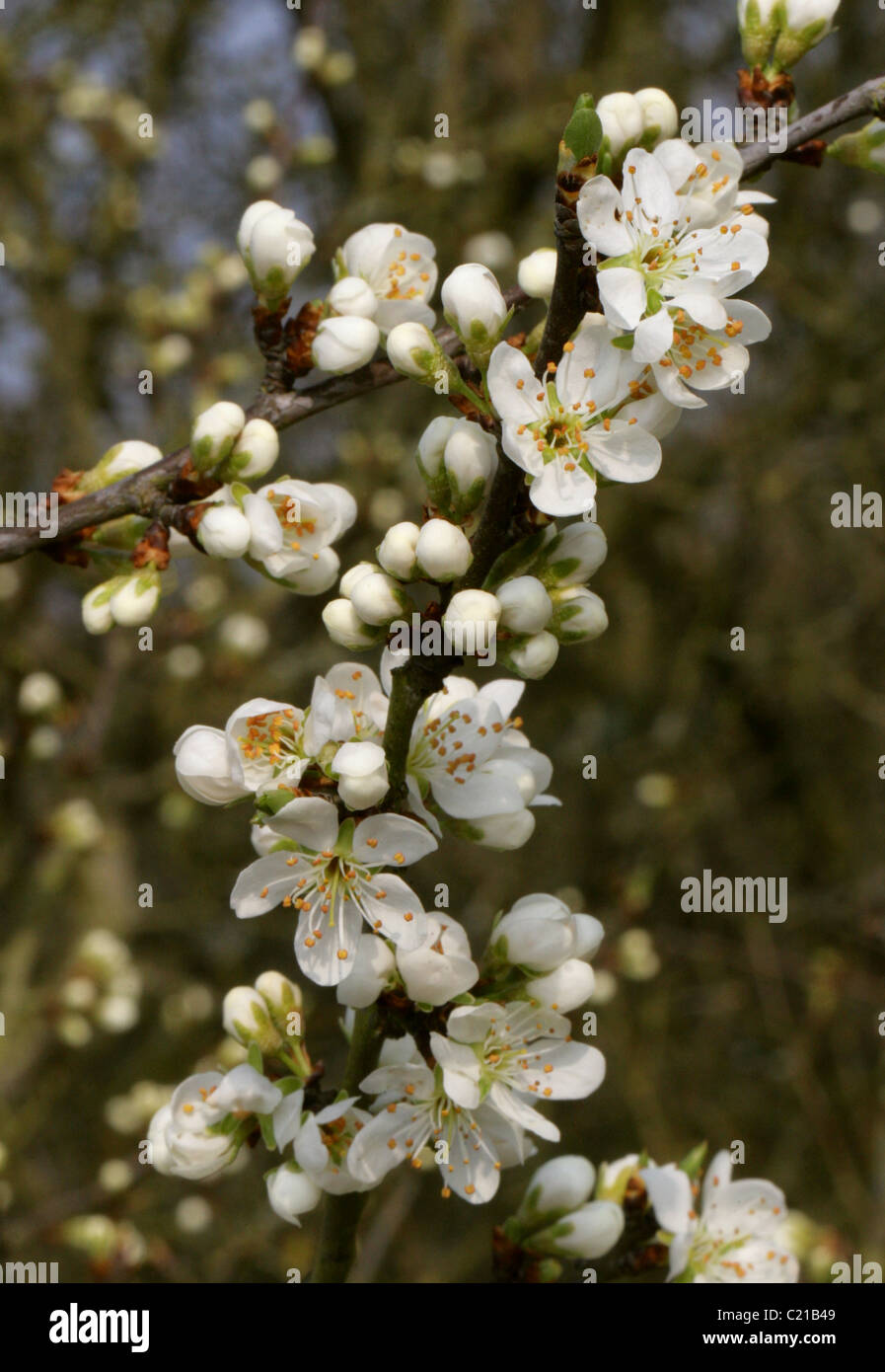 Blackthorn Blossom, Prunus spinosa, Rosaceae, in March, Hertfordshire, UK. Stock Photo
