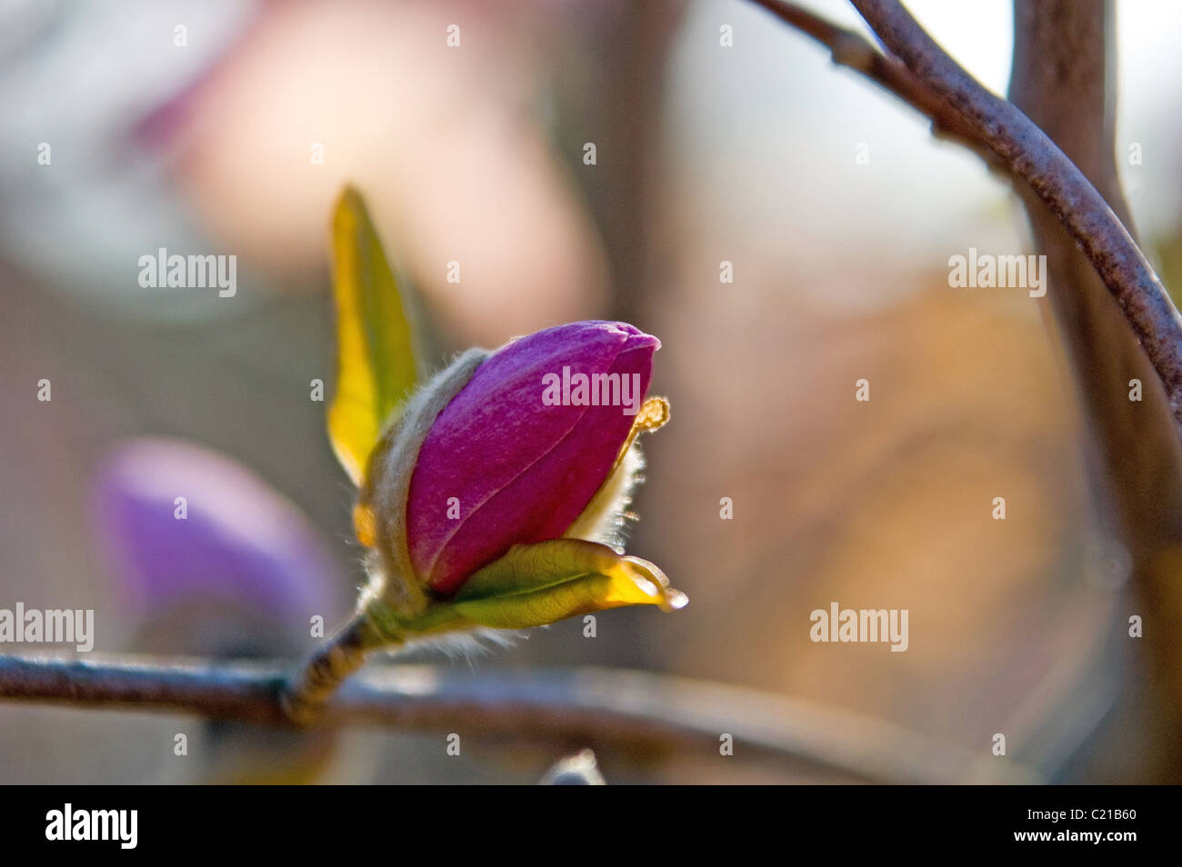 Magnolia blossom, at Raulston Arboretum, North Carolina State