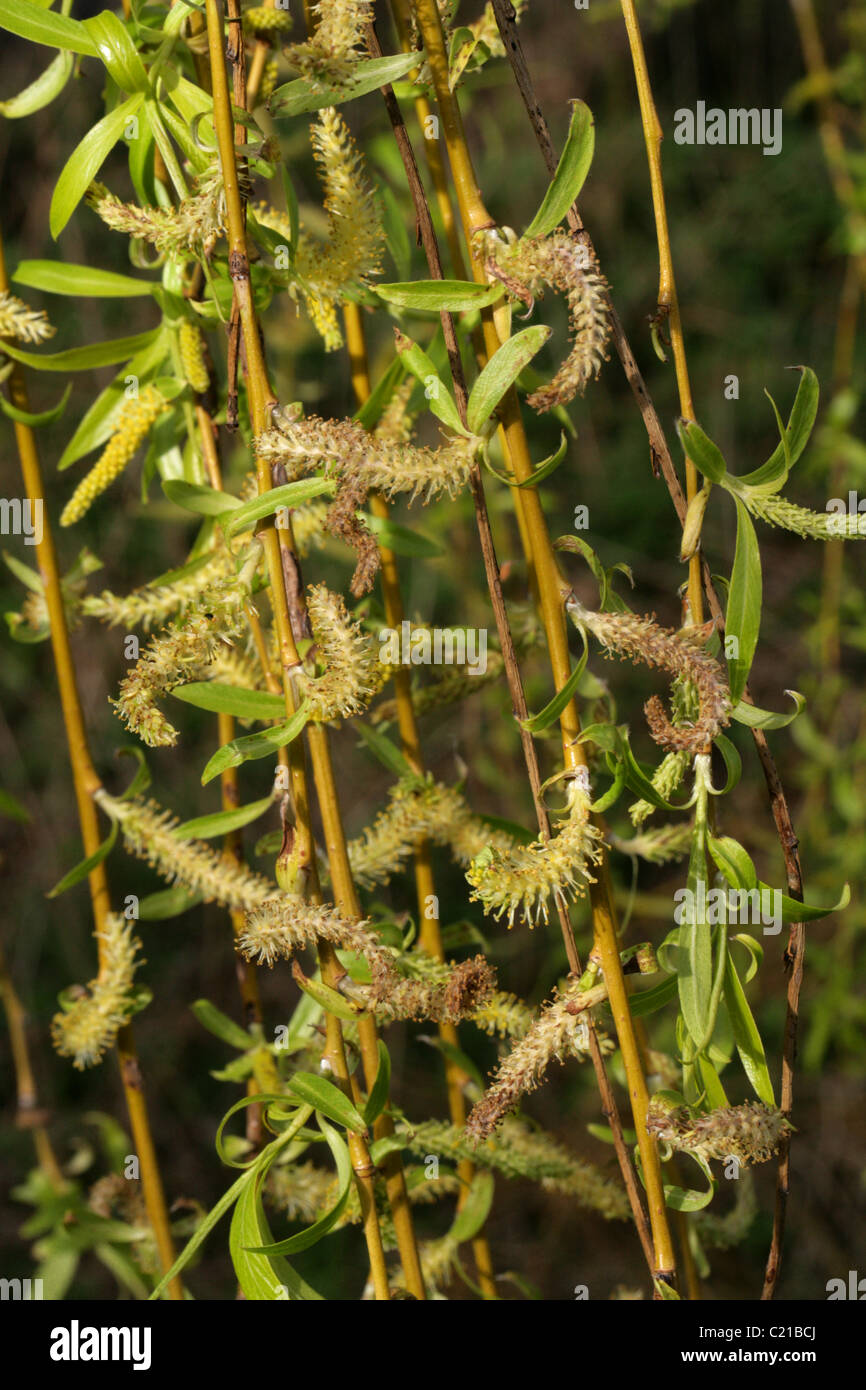Weeping Willow Catkins, Salix babylonica, Salicaceae. Stock Photo