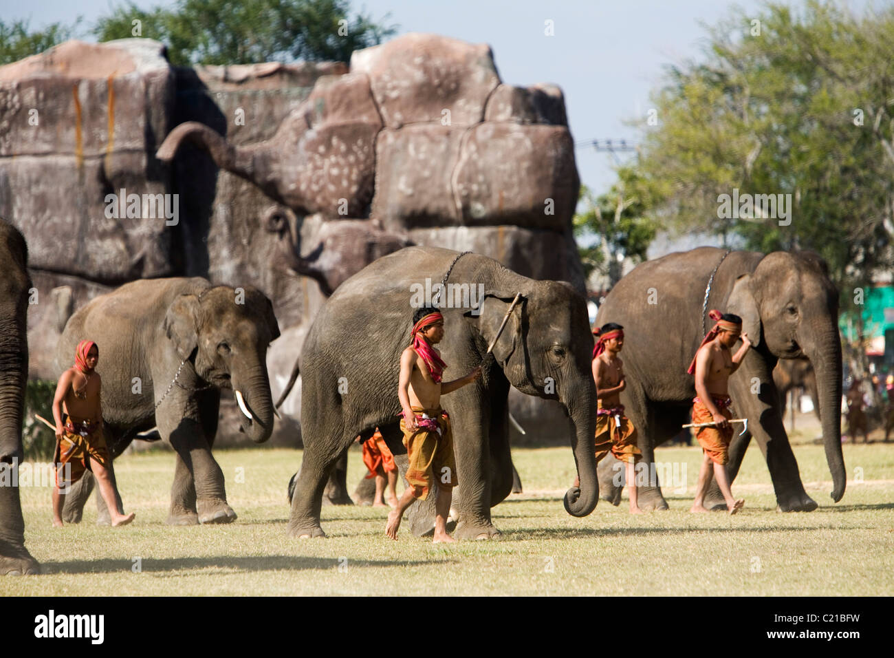 A herd of elephants and their Suai mahouts during Surin Elephant Roundup festival.  Surin, Surin, Thailand Stock Photo