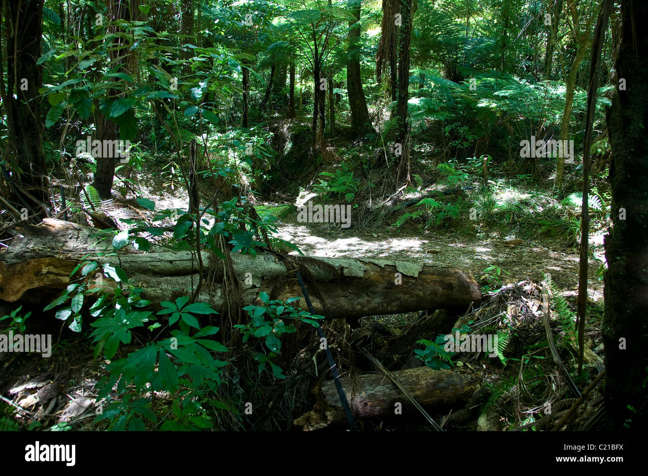 Queen Charlotte track in Abel Tasman national park, New Zealand Stock Photo Alamy