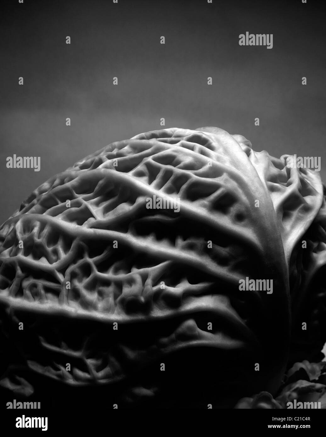 Cabbage Stock Photo Alamy cabbage-stock-photo-alamy