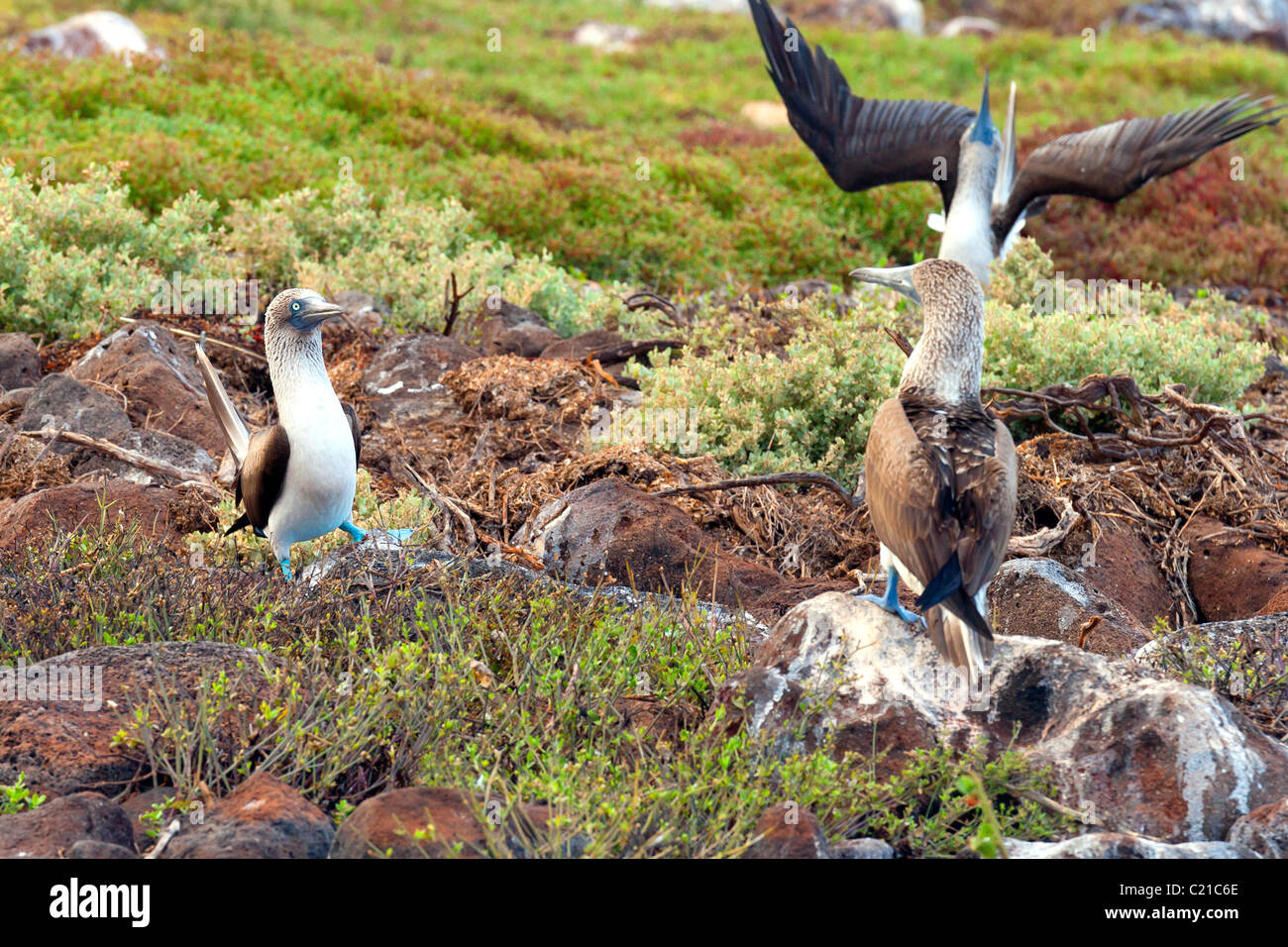 2 Male blue-footed boobies dancing for a female bird in Galapagos islands Stock Photo
