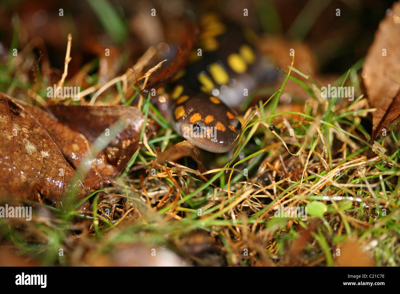 The Yellow-Spotted Salamander (Ambystoma maculatum) Care and Info – Crazy  Plants Crazy Critters