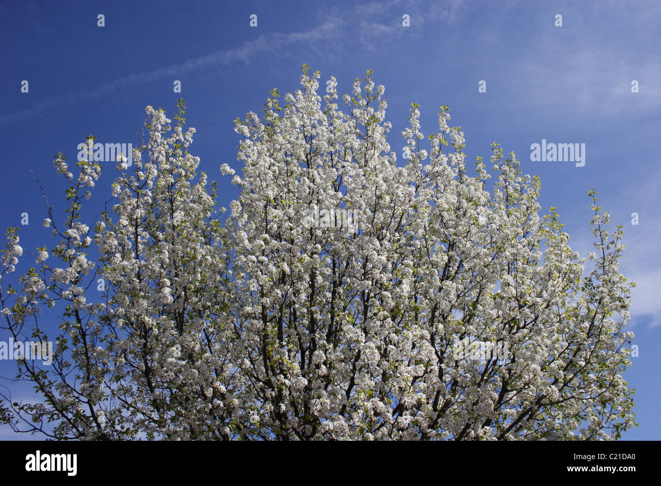 Dogwood tree in Richmond, Virginia Stock Photo Alamy