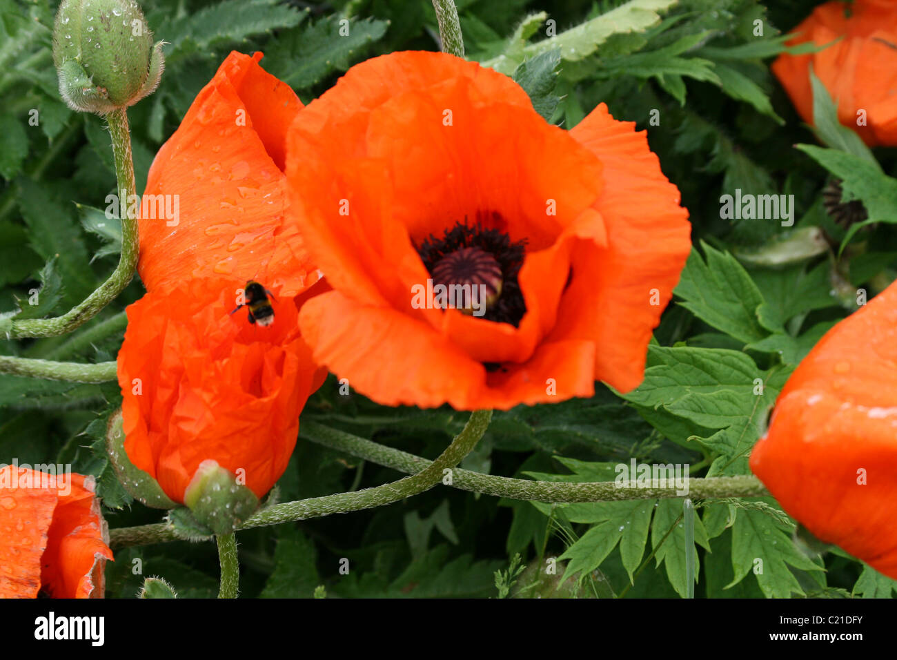 orange papaver poppy with bumblebee Stock Photo