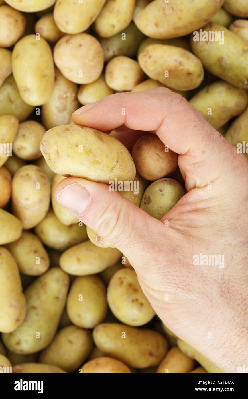 a mans hand picking a mini potato from a pile of small potatoes Stock Photo
