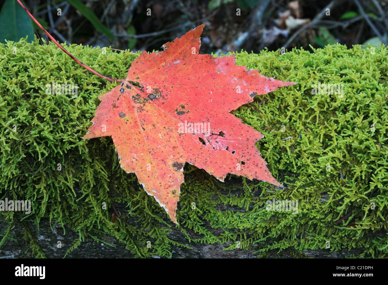 red fall maple leaf on green moss on a log Stock Photo