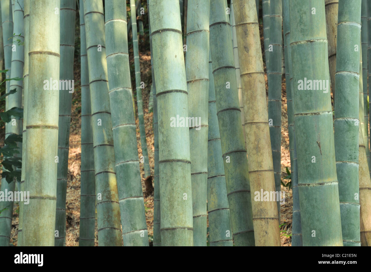 soft and light bamboo forest background; focus on front poles Stock Photo