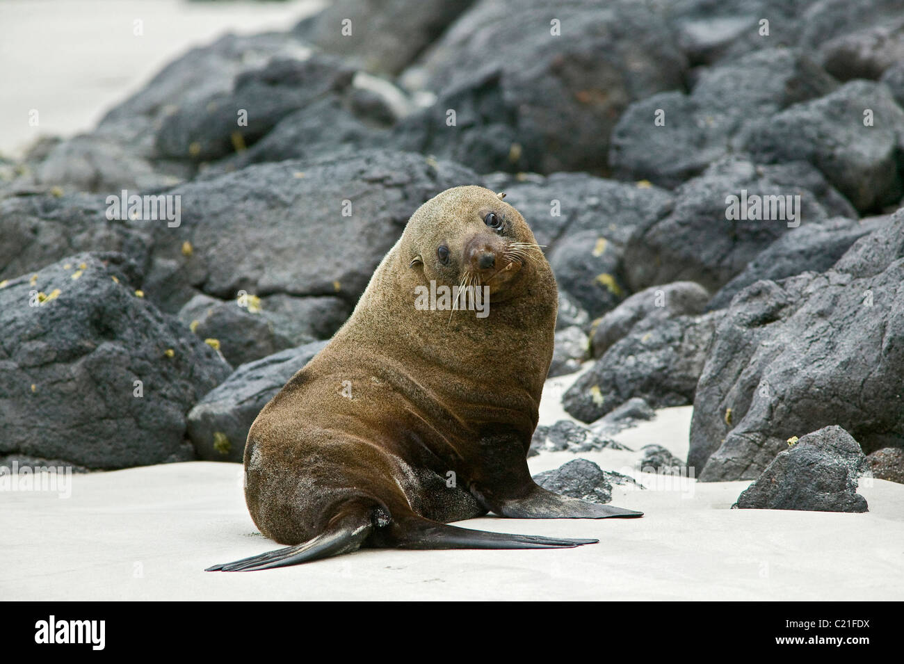 New ZealandPacificfur sealseal Stock Photo Alamy