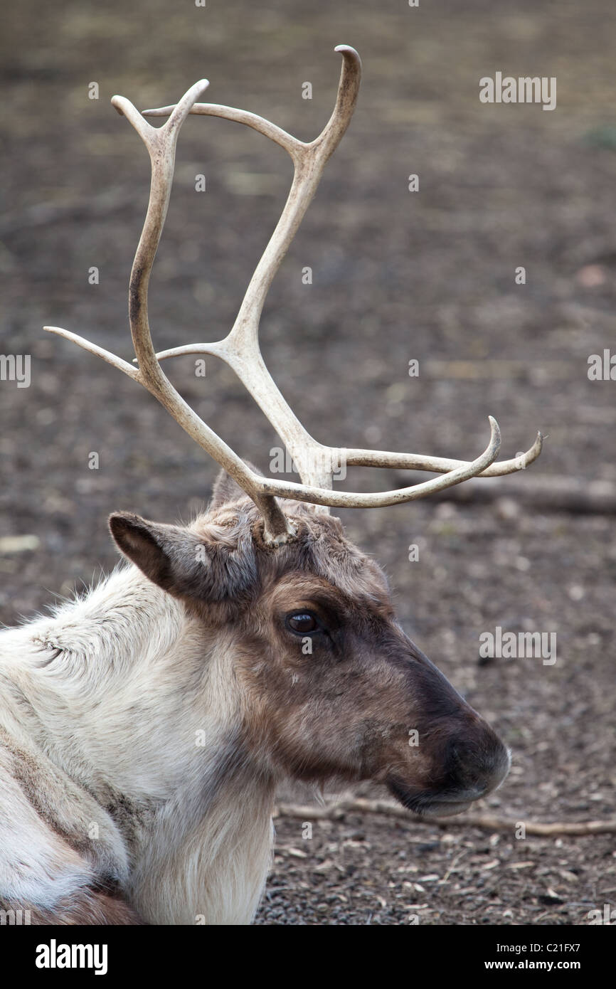 A profile of a Reindeer showing antlers Stock Photo - Alamy