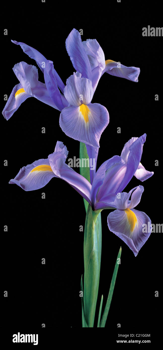 A close up studio portrait of Bearded Iris Stock Photo - Alamy